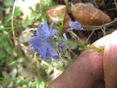 Veronica orsiniana