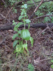 Hylotelephium maximum maximum