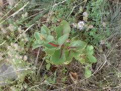 Hylotelephium maximum maximum