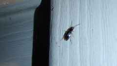 Stenolophus ochropezus