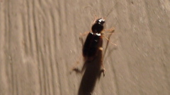 Stenolophus ochropezus