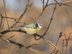 Cyanistes caeruleus