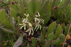 Pelargonium fergusoniae