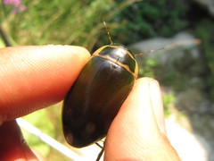 Dytiscus pisanus