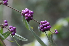 Callicarpa brevipes