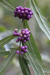 Callicarpa brevipes