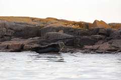 Pusa hispida botnica