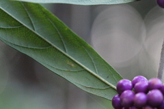 Callicarpa brevipes