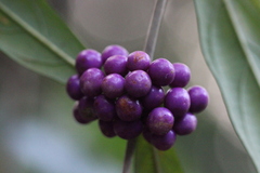 Callicarpa brevipes