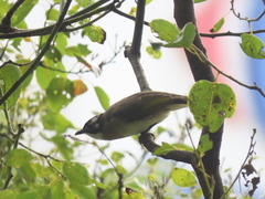 Pycnonotus sinensis