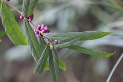 Callicarpa brevipes