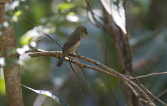 Sporophila caerulescens