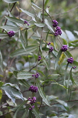 Callicarpa brevipes
