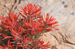 Castilleja scabrida scabrida