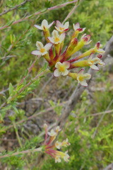 Gnidia squarrosa