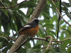 Phoenicurus auroreus