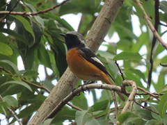 Phoenicurus auroreus