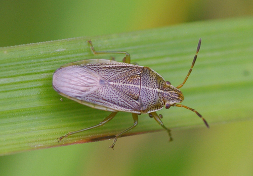 Rhopalimorpha obscura