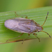 Rhopalimorpha obscura - Photo (c) bikingbirder, algunos derechos reservados (CC BY-NC)