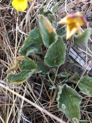 Viola purpurea aurea