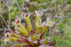 Gnidia squarrosa