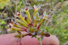 Gnidia squarrosa