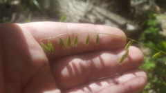 Melica mutica