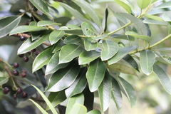 Daphniphyllum oldhami