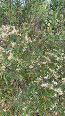 Baccharis halimifolia image
