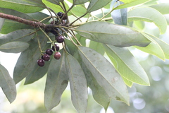Daphniphyllum oldhami