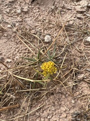 Sartwellia flaveriae