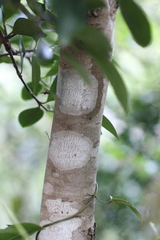 Daphniphyllum oldhami