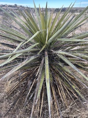 Yucca torreyi
