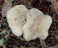 Tricholoma pardinum