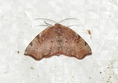 Achrosis
