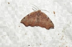 Achrosis
