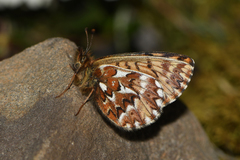 Boloria freija freija