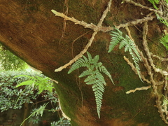 Davallia griffithiana