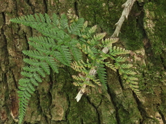 Davallia griffithiana