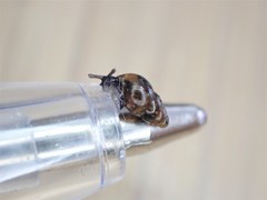 Tornatellinops