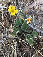 Viola purpurea aurea