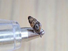 Tornatellinops
