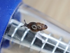 Tornatellinops