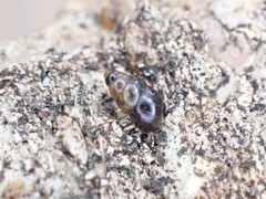 Tornatellinops