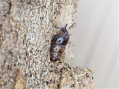 Tornatellinops