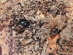 Tornatellinops