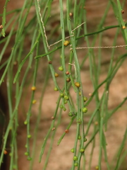 Psilotum nudum