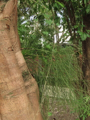 Psilotum nudum