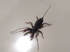 Thelyphonidae