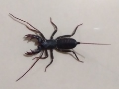Thelyphonidae